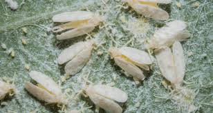 Attēlu rezultāti vaicājumam “Sternorrhyncha”