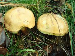 Attēlu rezultāti vaicājumam “Xerocomus subtomentosus”