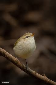Attēlu rezultāti vaicājumam “Phylloscopus trochiloides adult”