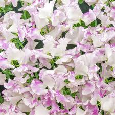 Image result for Lathyrus odoratus