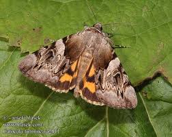 Attēlu rezultāti vaicājumam “Catocala fulminea”