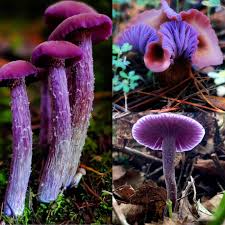 Attēlu rezultāti vaicājumam “Laccaria amethystina”