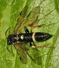 Attēlu rezultāti vaicājumam “Allantus cinctus”