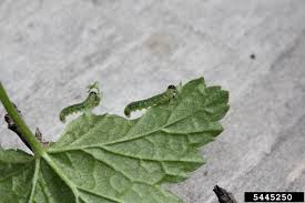 Attēlu rezultāti vaicājumam “Nematus ribesii”