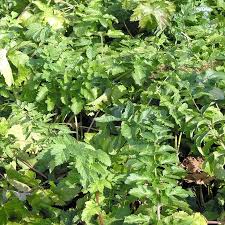 Attēlu rezultāti vaicājumam “Pastinaca sativa subsp. sylvestris leaf”