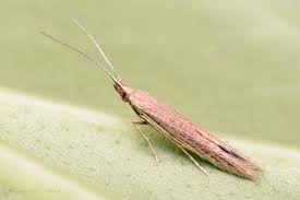 Attēlu rezultāti vaicājumam “Coleophoridae”