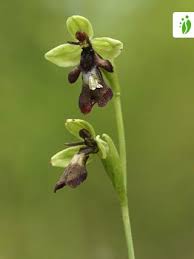 Attēlu rezultāti vaicājumam “Ophrys insectifera flower”