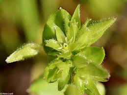 Attēlu rezultāti vaicājumam “Sclerophora pallida”