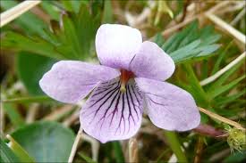 Attēlu rezultāti vaicājumam “Viola palustris”