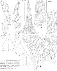 Attēlu rezultāti vaicājumam “Sciuro-hypnum reflexum”