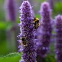 Image result for Echinacea Lustre hybrids