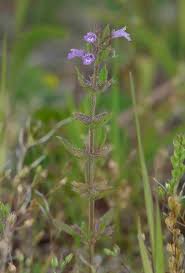 Attēlu rezultāti vaicājumam “Acinos arvensis”
