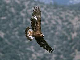 Attēlu rezultāti vaicājumam “Aquila chrysaetos adult”