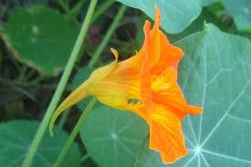 Image result for Tropaeolum majes