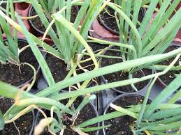 Résultat de recherche d'images pour "Allium fistulosum"