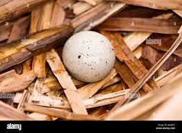 Attēlu rezultāti vaicājumam “Fulica atra eggs”