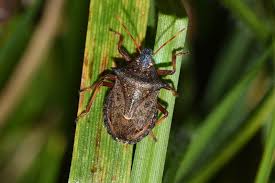 Attēlu rezultāti vaicājumam “Picromerus bidens”