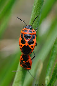 Attēlu rezultāti vaicājumam “Eurydema dominulus”