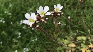 Attēlu rezultāti vaicājumam “Saxifraga granulata”