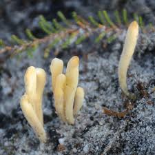 Attēlu rezultāti vaicājumam “Clavaria argillacea”