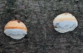 Attēlu rezultāti vaicājumam “Skeletocutis stellae”