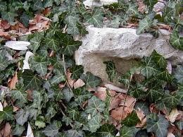 Attēlu rezultāti vaicājumam “Hedera helix”