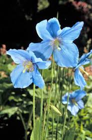 Image result for Meconopsis betonicifolia