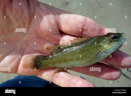 Image result for Tautogolabrus adspersus