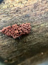 Attēlu rezultāti vaicājumam “Cribraria cancellata var. fusca”