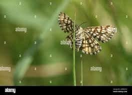 Attēlu rezultāti vaicājumam “Chiasmia clathrata”