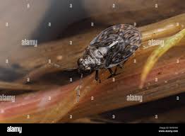 Attēlu rezultāti vaicājumam “Saldula saltatoria”