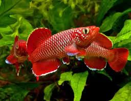 Image result for Platycephalus richardsoni