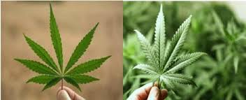 Attēlu rezultāti vaicājumam “Cannabis sativa leaf”