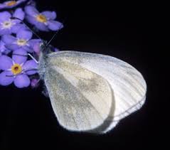 Attēlu rezultāti vaicājumam “Leptidea sinapis”