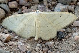 Attēlu rezultāti vaicājumam “Idaea straminata”
