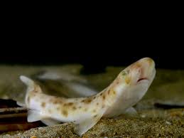 Image result for Scyliorhinus canicula