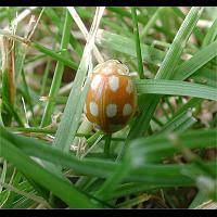 Attēlu rezultāti vaicājumam “Calvia decemguttata larva”