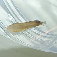 Attēlu rezultāti vaicājumam “Oecetis ochracea”