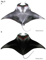 Image result for Mobula alfredi