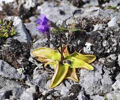 Attēlu rezultāti vaicājumam “Pinguicula vulgaris”