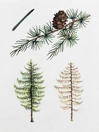 Attēlu rezultāti vaicājumam “Larix kaempferi leaf”