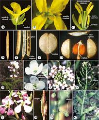 Attēlu rezultāti vaicājumam “Cruciferae”