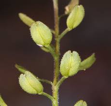 Attēlu rezultāti vaicājumam “Lepidium densiflorum flower”