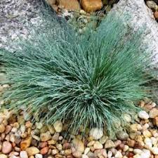 Attēlu rezultāti vaicājumam “Corynephorus canescens fruit”