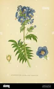 Attēlu rezultāti vaicājumam “Polemonium caeruleum bud”
