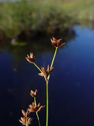 Attēlu rezultāti vaicājumam “Cladium mariscus flower”