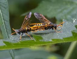 Attēlu rezultāti vaicājumam “Tenthredo scrophulariae larva”