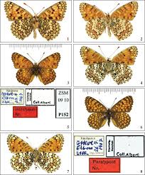 Attēlu rezultāti vaicājumam “Melitaea diamina underside”