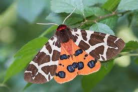 Attēlu rezultāti vaicājumam “Arctia caja imago”