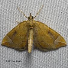 Attēlu rezultāti vaicājumam “Eulithis testata”